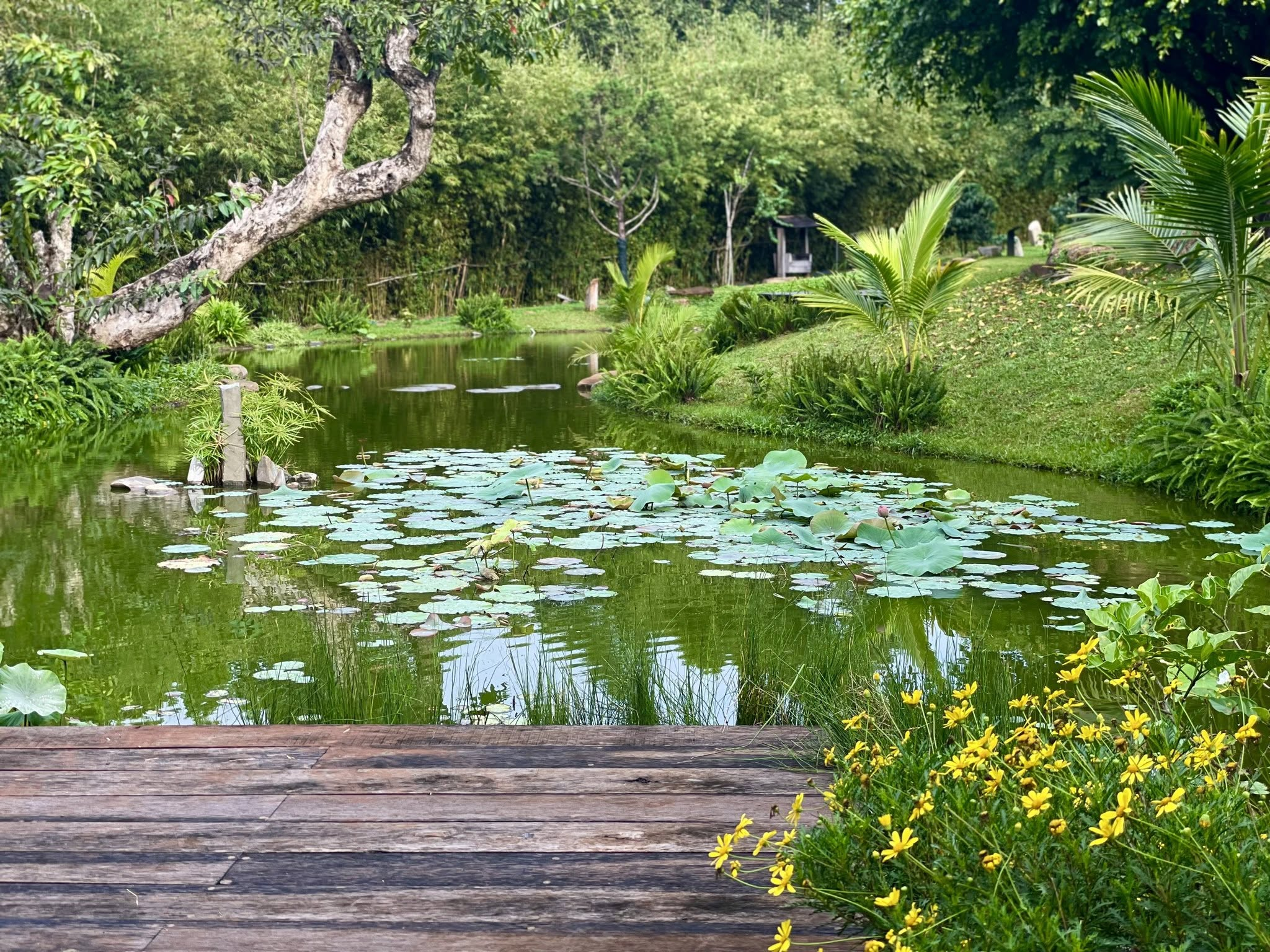 DẠO BƯỚC GIỮA VƯỜN ZEN — NÉT KIẾN TRÚC NHẬT BẢN ĐỘC ĐÁO GIỮA LÒNG THỦ PHỦ CÀ PHÊ